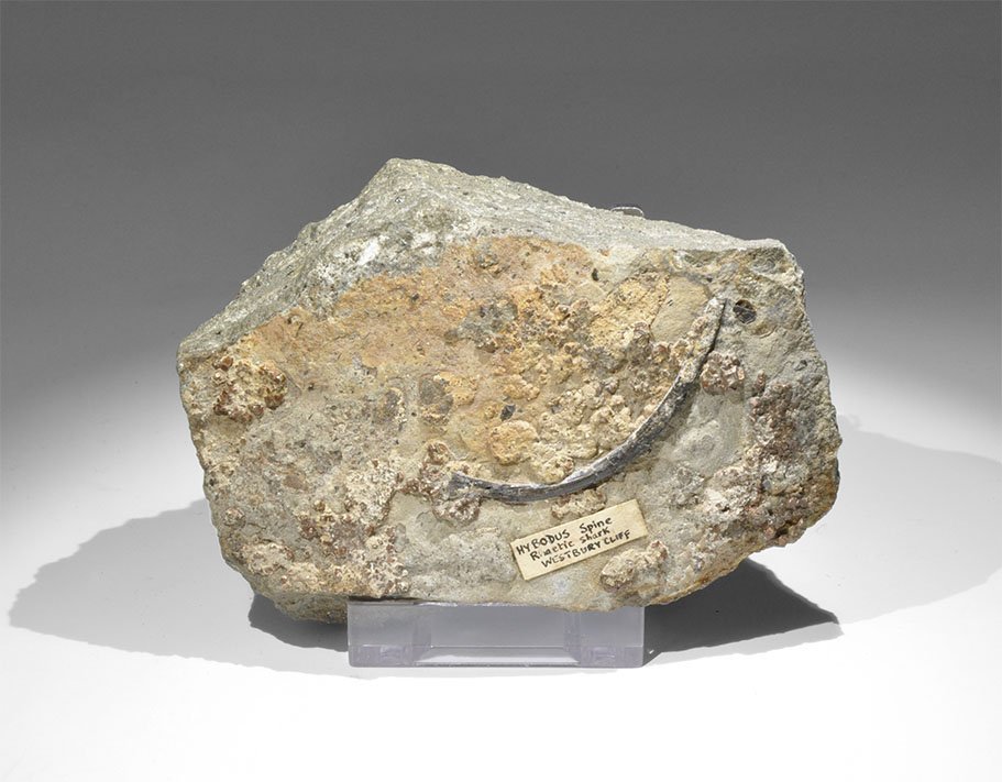 Geological Hybodus Shark Spine and Rib Fossil: Jurassic Period, 200-145 years BP. A fossilised Hybodus spine from a Rhaetic shark from Westbury cliff, from the Gregory, Bottley, and Lloyd collection. 628 grams, 11.5cm (4 1/2"). Found Westbury Clif