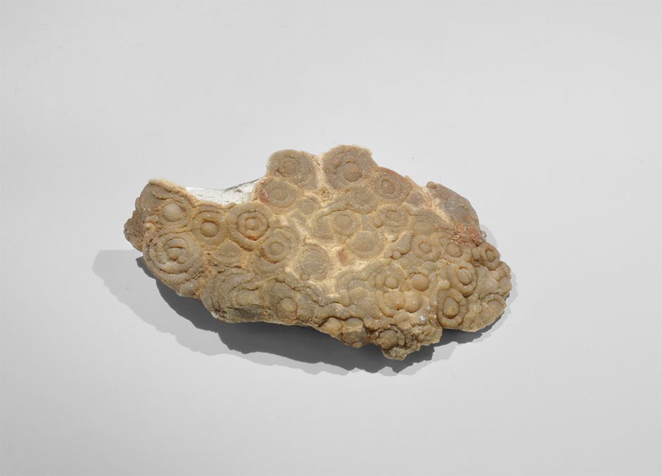 Geological Devon Beekite Mineral Specimen from Torquay: A specimen of beekite (quartz pseudomorph) on matrix. 67 grams, 75mm (3"). Ex Bernard C. Pickard collection, Hampshire, UK; from Torquay, Devon. Beekite is a pseudomorph of quartz, which has adopted t