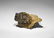 Geological Pyrrhotite on Calcite Rhomb Mineral Specimen