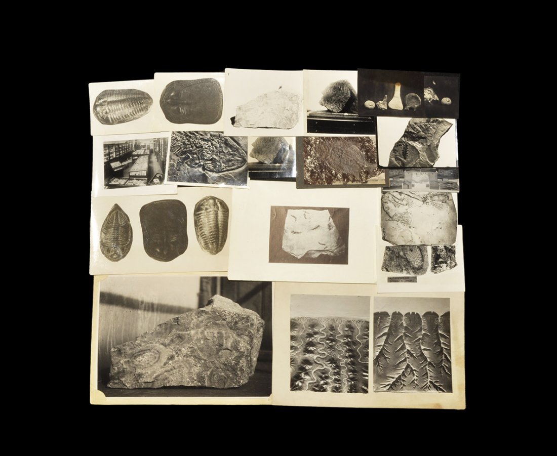 Geological J. R. Gregory & Co. Historic Fossil: Early-mid 20th century AD. Fourteen historic black and white photographic prints of specimen fossils etc. including a photograph of the showroom full of Victorian display cases and cabinets held in an