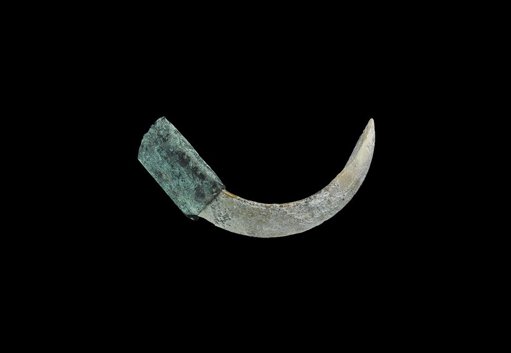 Viking Boar's Tusk Fitting: 9th-12th century AD. A Scandinavian type mount (widespread in the historical Rus region) comprising: boar's tusk mounted in a bronze sleeve with holes for suspension or attachment. Cf. Korshyn, V.E. Y