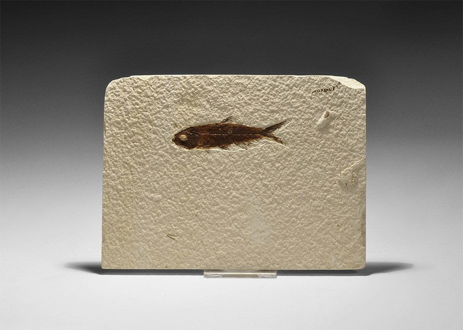 Natural History - Fossil Fish (1 of 1)