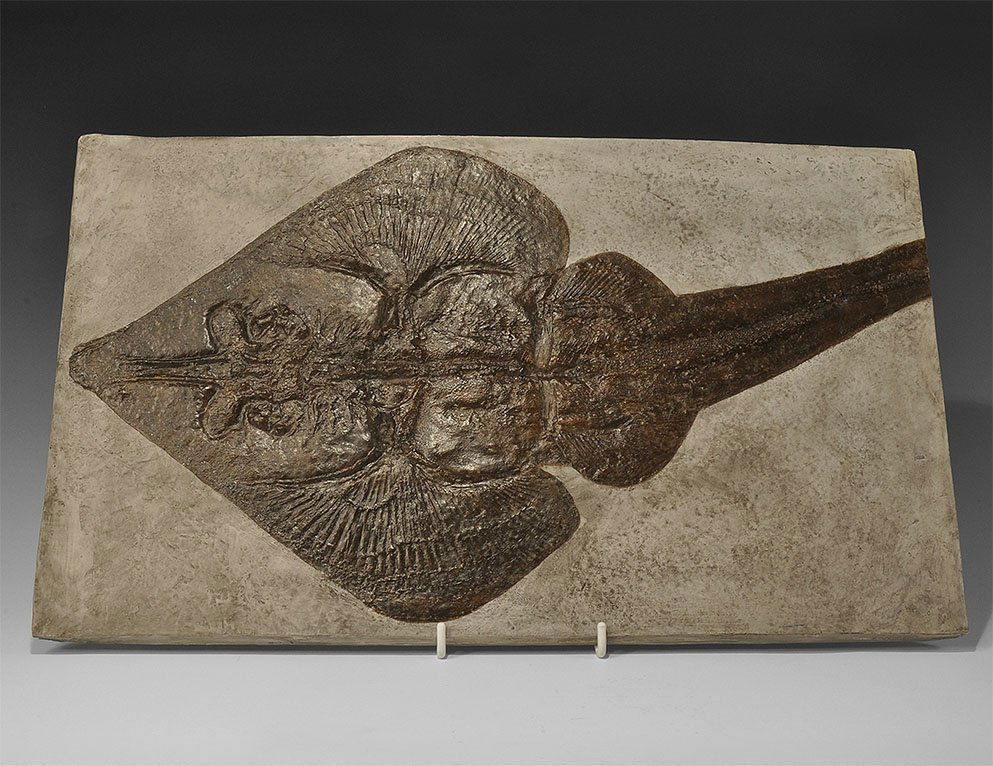 Natural History - Banjo Fish Museum Replica (1 of 1)