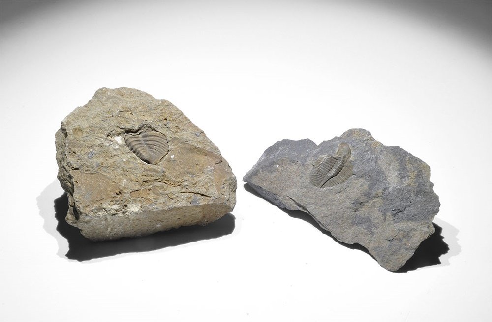 Natural History - Fossil Trilobite Group (1 of 1)