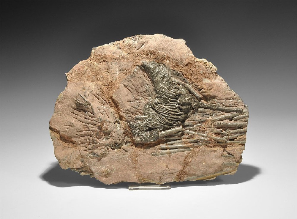 Natural History - Fossil Crinoid (1 of 1)