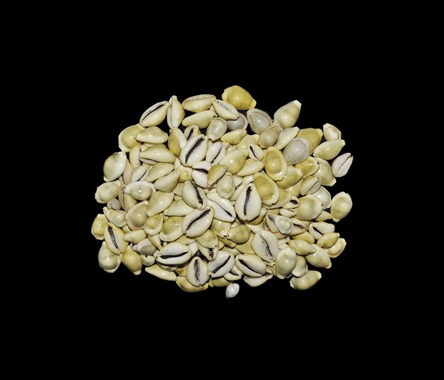 Natural History Cowrie Shell Group (1 of 1)