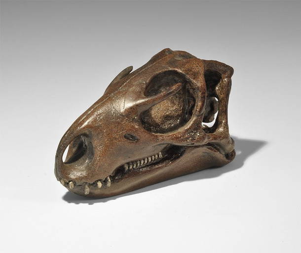 Natural History Hypsilophodon Dinosaur Skull Museum