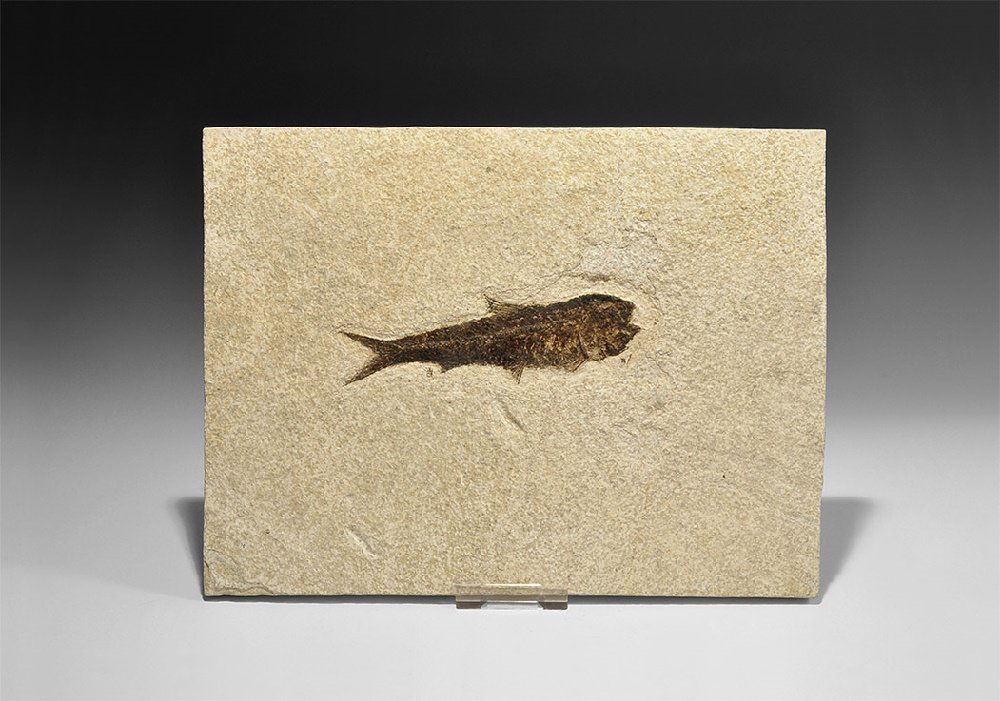 Natural History - Knightia Fossil Fish in Matrix (1 of 1)