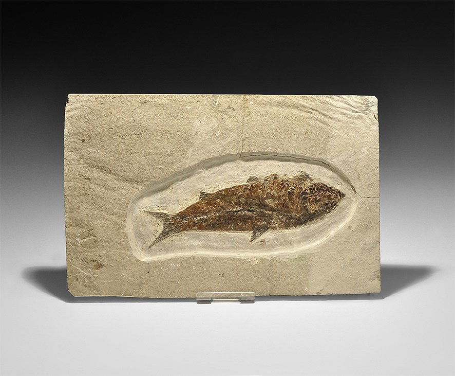 Natural History - Knightia Fossil Fish in Matrix (1 of 1)
