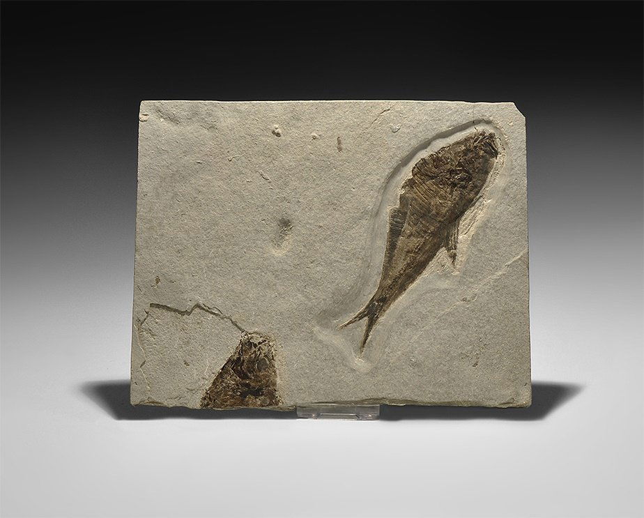 Natural History - Knightia Fossil Fish in Matrix (1 of 1)
