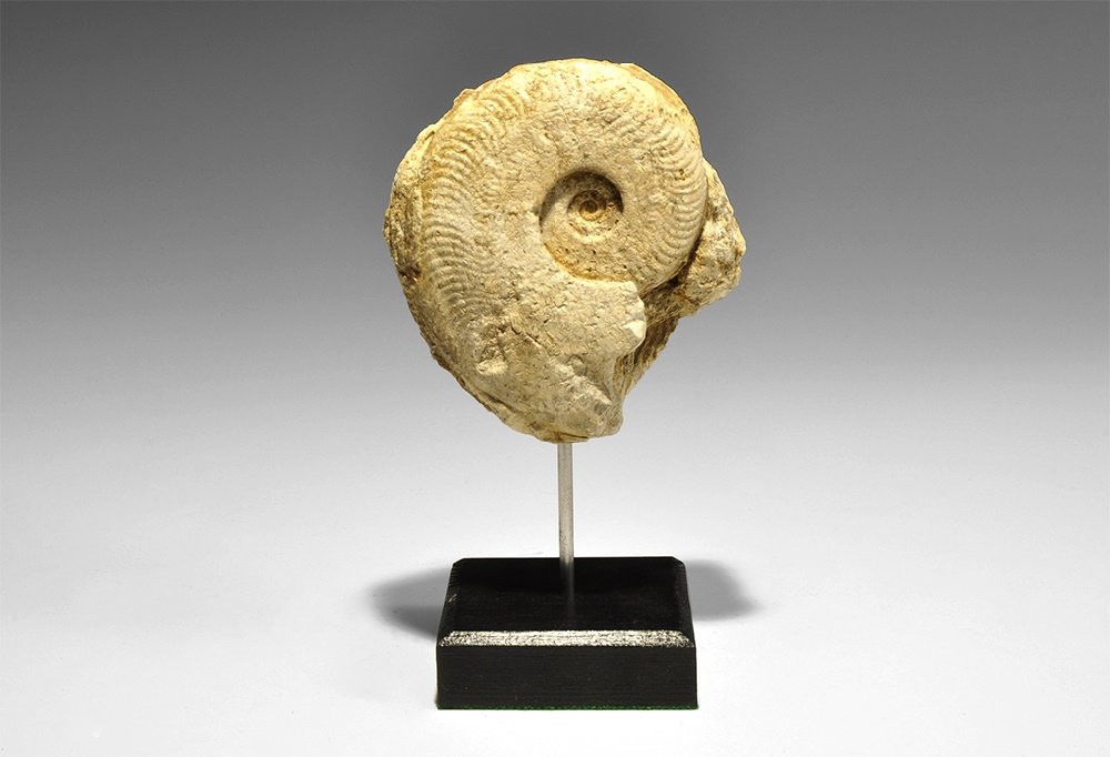 Natural History - Ammonite Fossil: Upper Jurassic Period, 170 million years BP. A Harpoceras elegans ammonite from Somerset, UK; mounted on a custom-made stand. 540 grams, 16.5cm including stand (6 1/2"). Property of a Lincolnshire, UK