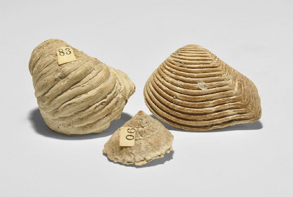 Natural History - Mollusc and Gastropod Fossil Group (1 of 1)