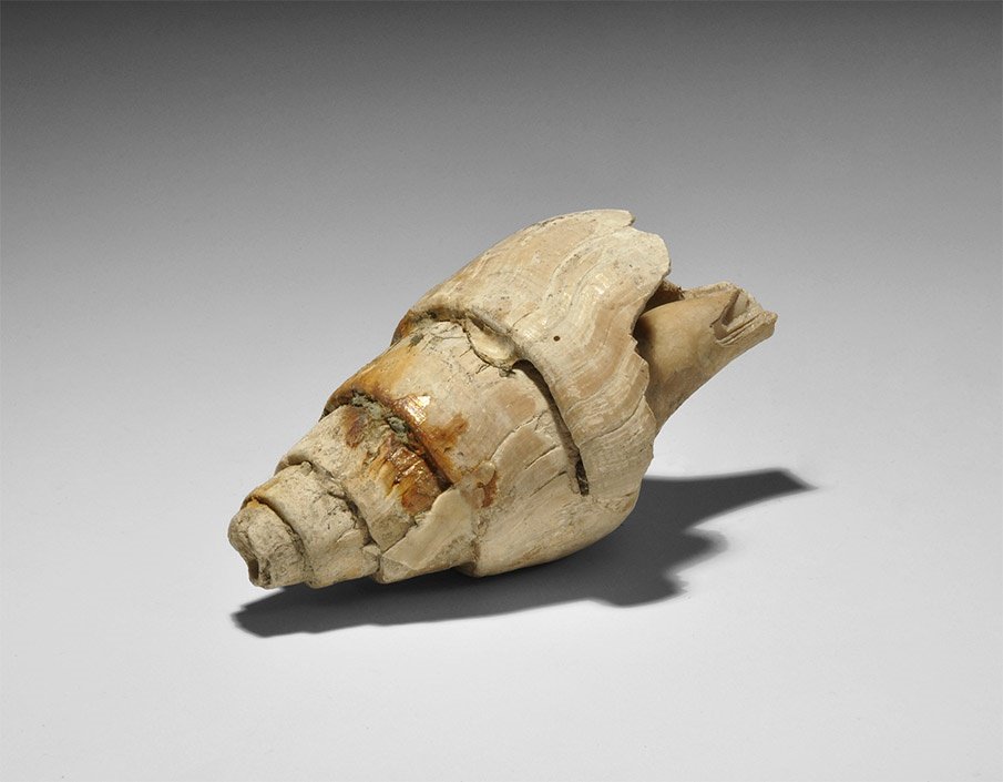 Natural History - Clavilithes Fossil Gastropod (1 of 1)