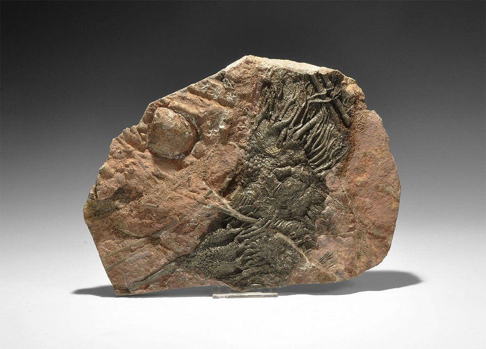 Natural History - Fossil Crinoid (1 of 1)
