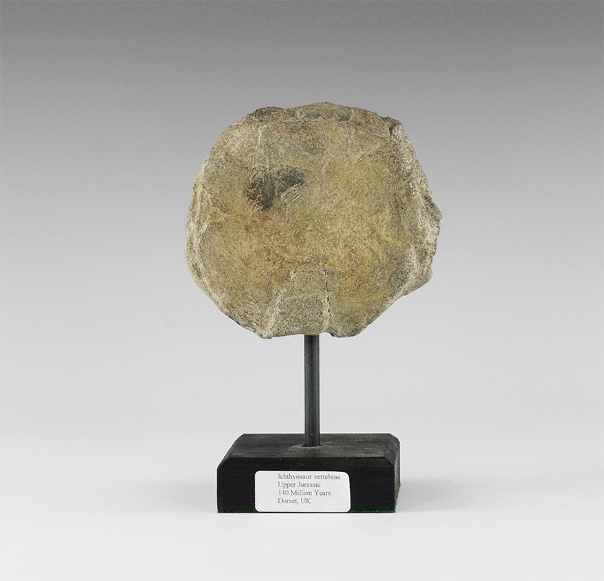 Natural History - Ichthyosaur Fossil Vertebra (1 of 1)