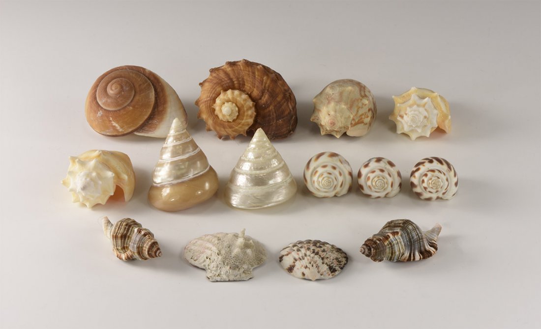 Natural History - Mixed Shell Group (1 of 1)