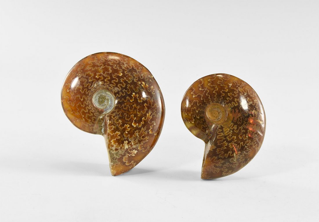 Natural History - Cleoniceras Polished Ammonite Pair (1 of 1)