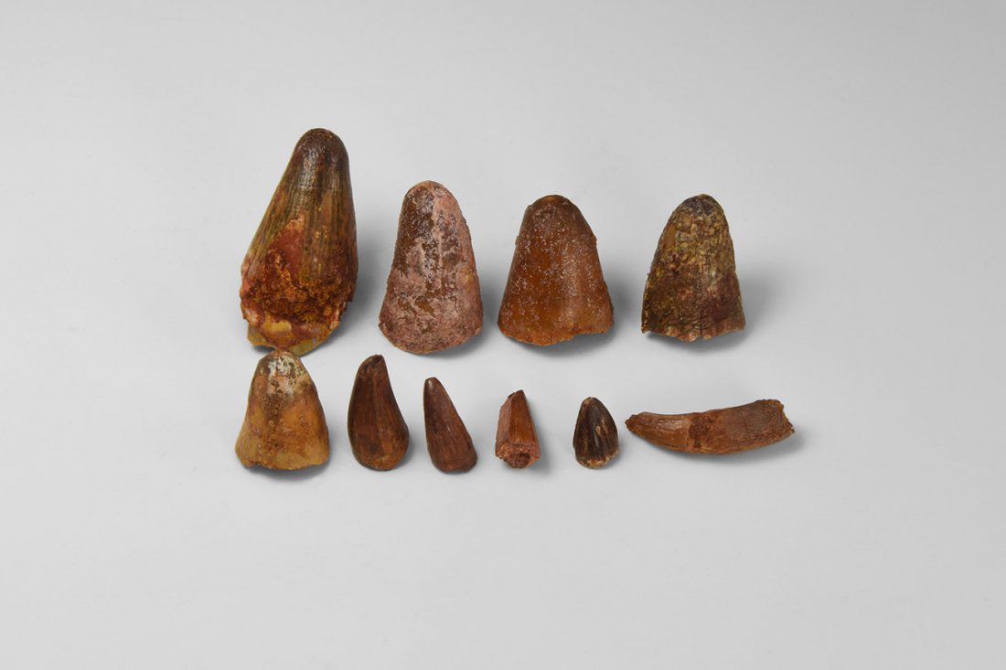 Natural History - Sarcosuchus Giant Crocodile Teeth: Upper Cretaceous Period (Early Cenomanian), 76-75 million years BP. A group of ten Sarcosuchus sp. Crocodile Teeth from the sandstone deposits of Taouz, Morocco. From the collection of the palaeontolo