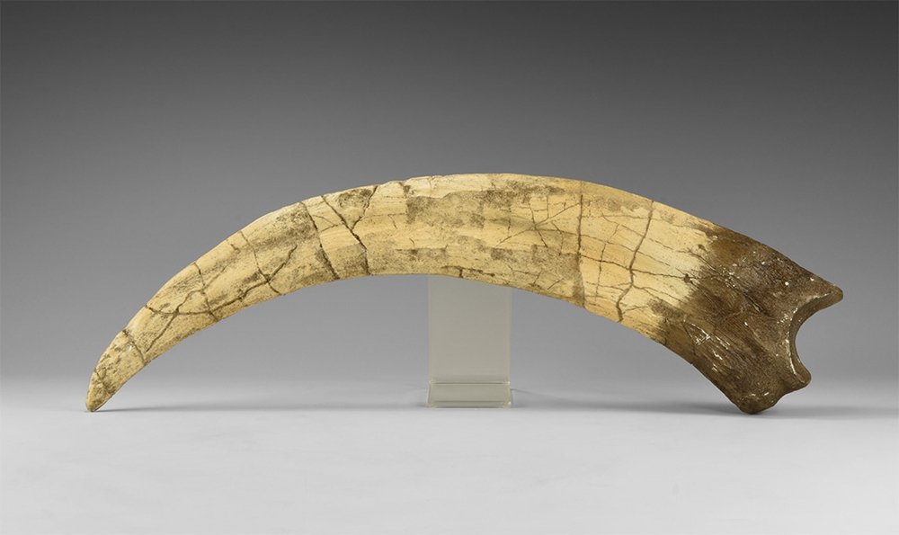 Natural History - Therizinosaurus Dinosaur Claw: A museum-quality reproduction of a claw of the Therizinosaurus of the Cretaceous Period, from Inner Mongolia. 602 grams, 48cm (19"). This holds the record for being the longest dinosaur claw ever foun