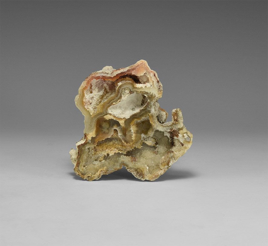 Natural History - Agatised Fossil Coral (1 of 1)