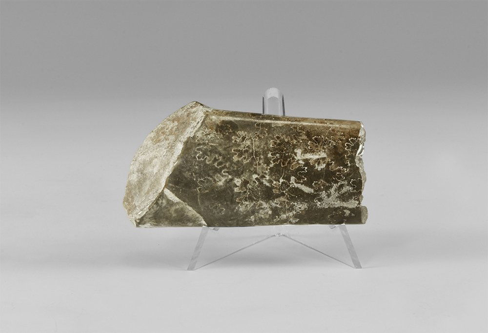 Natural History - South Dakota Fossil Ammonite Section (1 of 1)