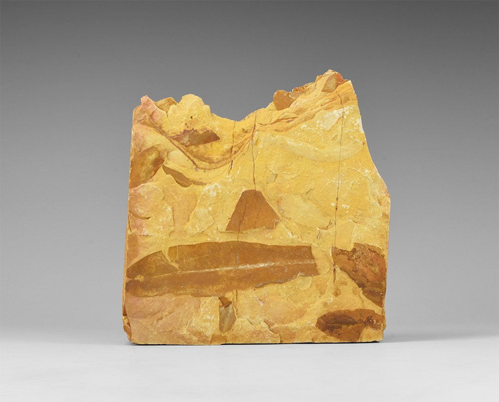 Natural History - Glossopteris Fossil Leaf Assemblage (1 of 1)