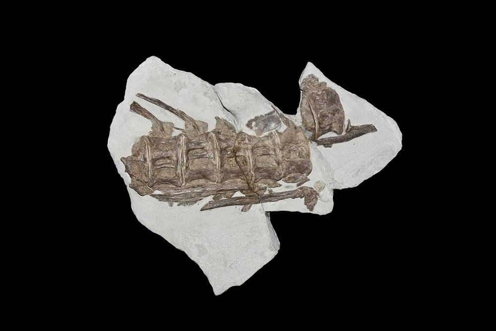 Natural History - Kansas Fossil Fish Vertebrae Set (1 of 1)