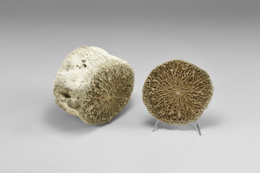 Natural History - North Carolina Fossil Whale Vertebra: Miocene Period, 23-5 million years BP. A fossil whale vertebra with a detached cap showing the structure; with label. 440 grams, 95mm diameter (3 3/4"). Property of a Kent, UK collector; acquired UK m