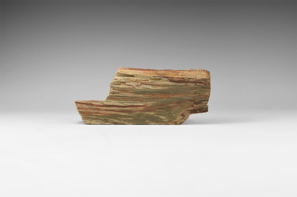 Natural History - East Africa Fossil Tree Section (1 of 1)