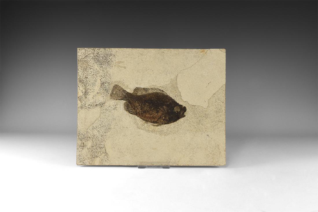 Fossil Priscacaraliops Fish (1 of 1)