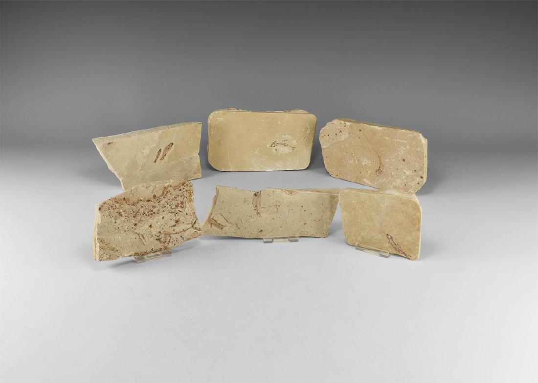 Fossil Fish Group (1 of 1)