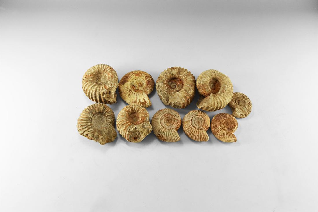 Very Large Fossil Ammonite Group (1 of 1)