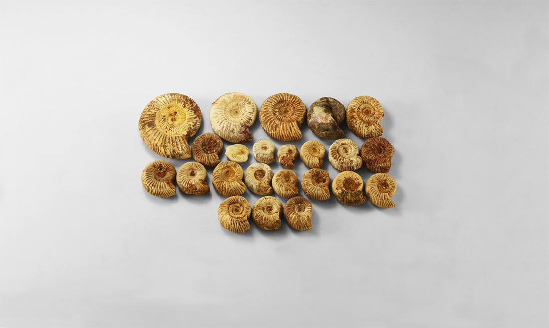 Large Madagascar Fossil Perisphinctid Group (1 of 1)