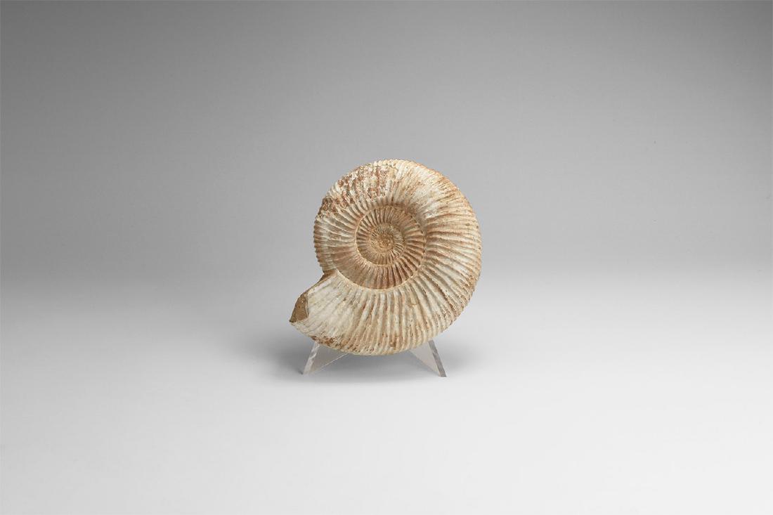 Perisphinctes Fossil Ammonite (1 of 1)