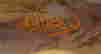 item-129099029=3