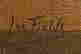 item-129099050=2