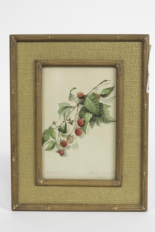 WATERCOLOR PAINTING ON PAPER, "RASPBERRY" (1 of 7)