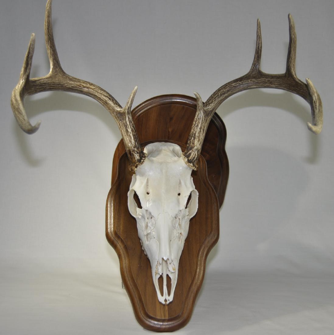 European Nine Point Deer Mount: Walnut back plate with extended front plaque, 22 in. x 19 in. x19 in.
