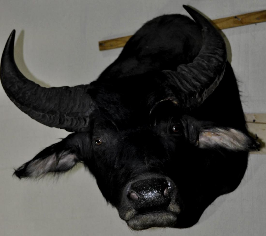 Water Buffalo Head & Shoulders Mount (1 of 2)
