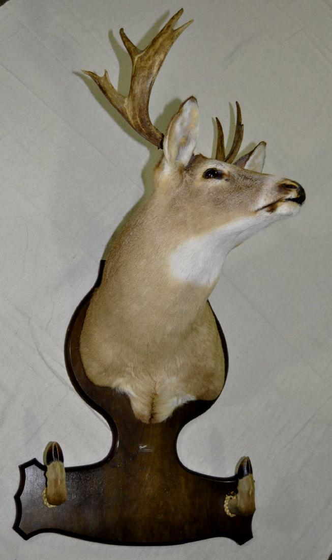 Alabama Mule Deer Head & Shoulders Riffle Mount (1 of 2)