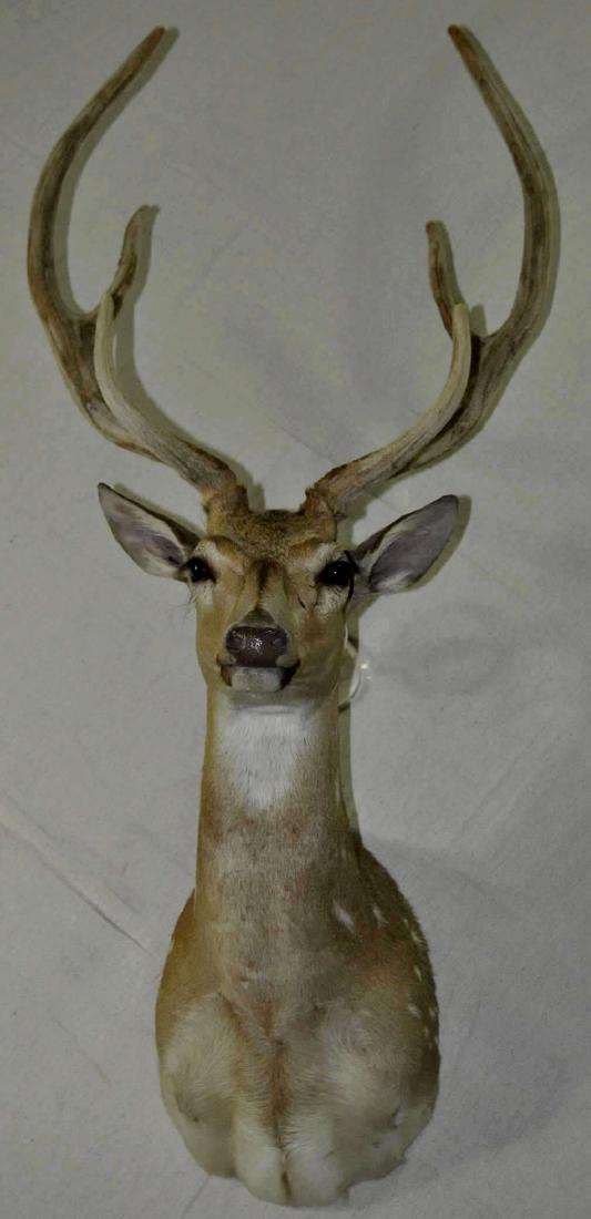 Virginia Deer Head & Shoulders Mount In Velvet (1 of 2)
