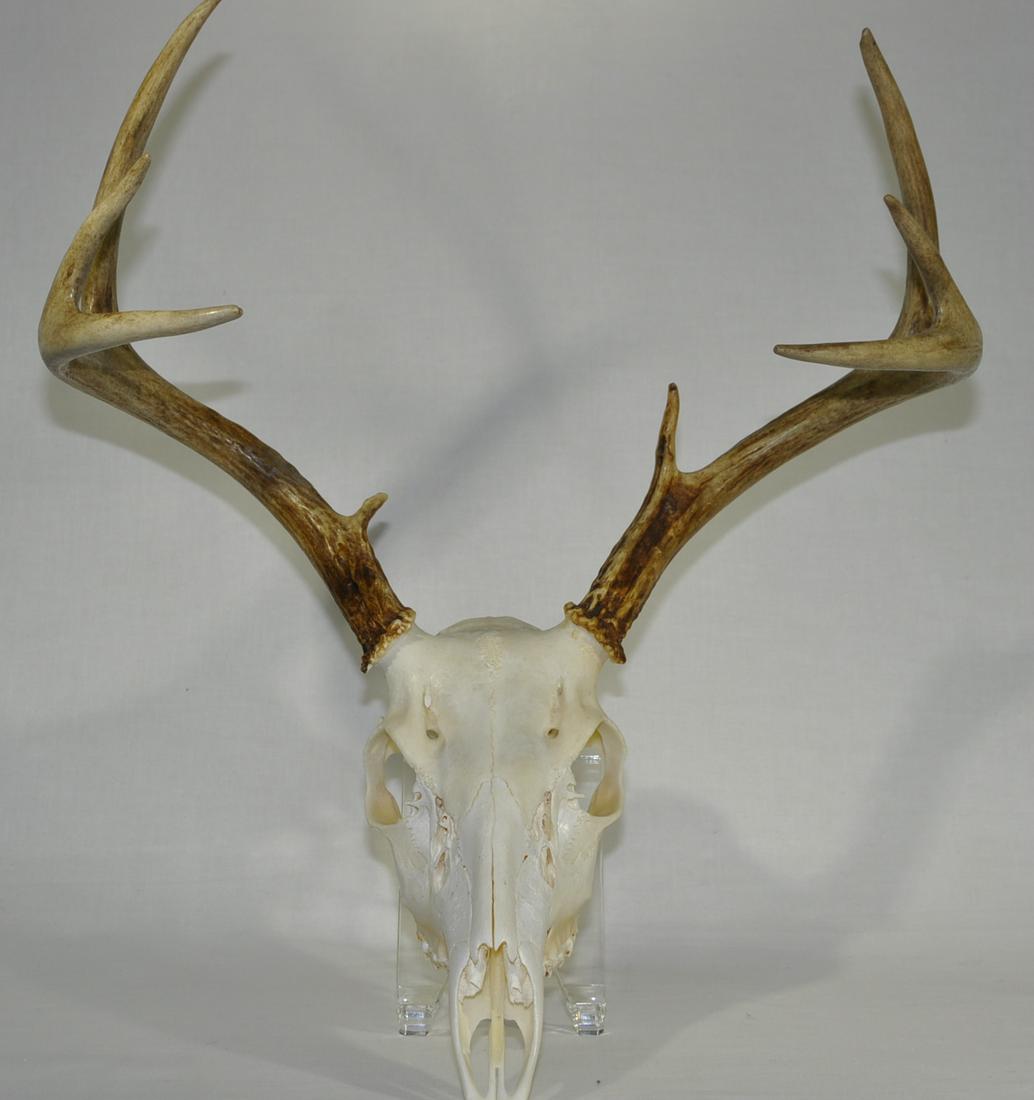 Eight Point South Carolina European Deer Mount: 20 in. x 15 in. x 15 in.