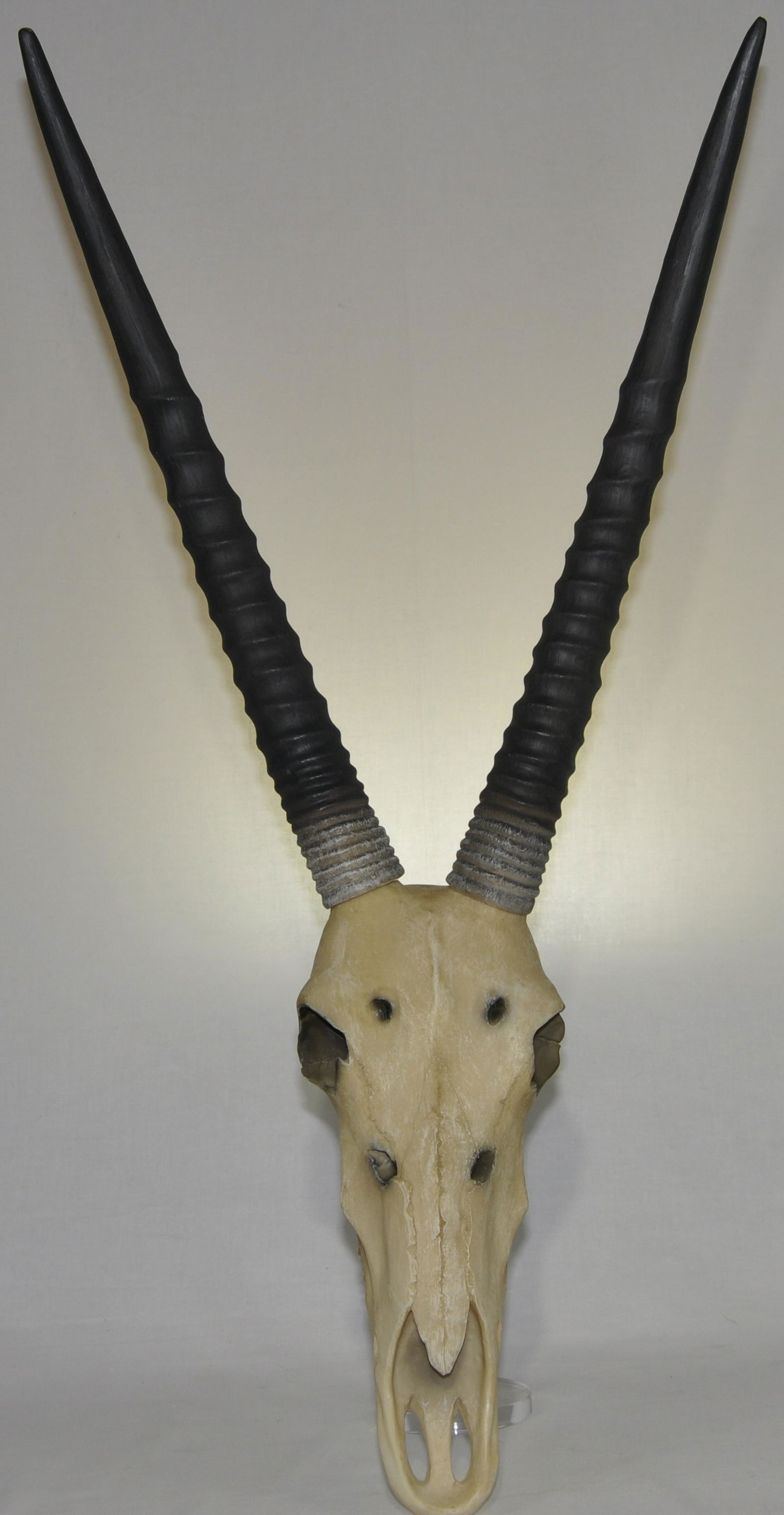 Cast Resin Gazelle Skull Mount With Horns (1 of 1)