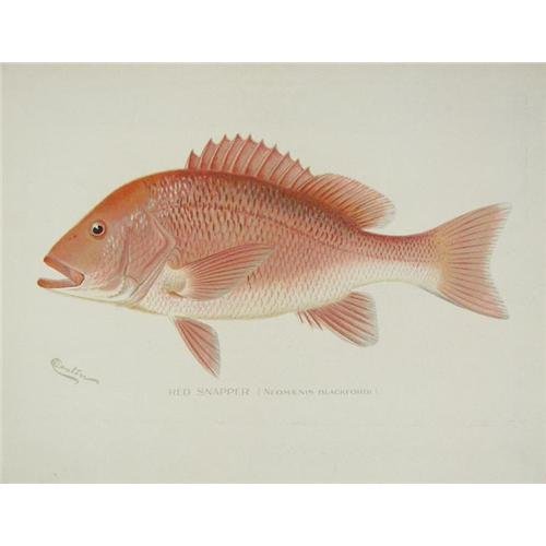 Sherman F. Denton (1856-1937) Chromolithograph: , Sherman F. Denton (1856-1937) , Chromolithograph , "Red Snapper" , 7" x 10 3/4" , Signed in Plate , (5901)