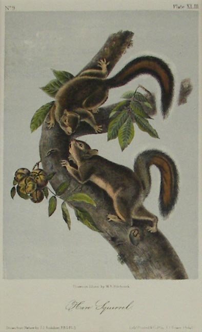 John James Audubon, Lithograph: John James Audubon, Lithograph , (5649) John James Audubon (1785-1851) (New York), Lithograph, "Hare Squirrel", Sight Size 9 1/4" x 5 5/8"