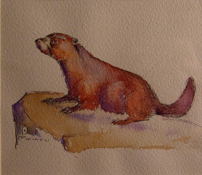 Ace Powell (1912-1978), Watercolor,: wildlife, otter, 5" x 5-1/2" sight size, signed lower left along with signature "Ace Card", chop and join frame 14" x 16" overall, -573095-sml