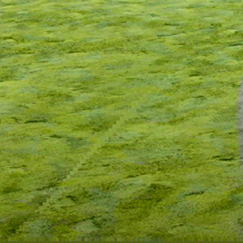 EDWARD FIELDS Large rug, 1964, with overall abstr: EDWARD FIELDS Large rug, 1964, with overall abstract pattern in green on green. Signed and dated on selvage. 20' x 10'