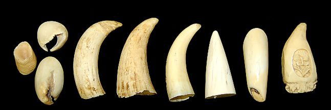 5: Lot of 9 ivory KIller Whale teeth and fragments, one