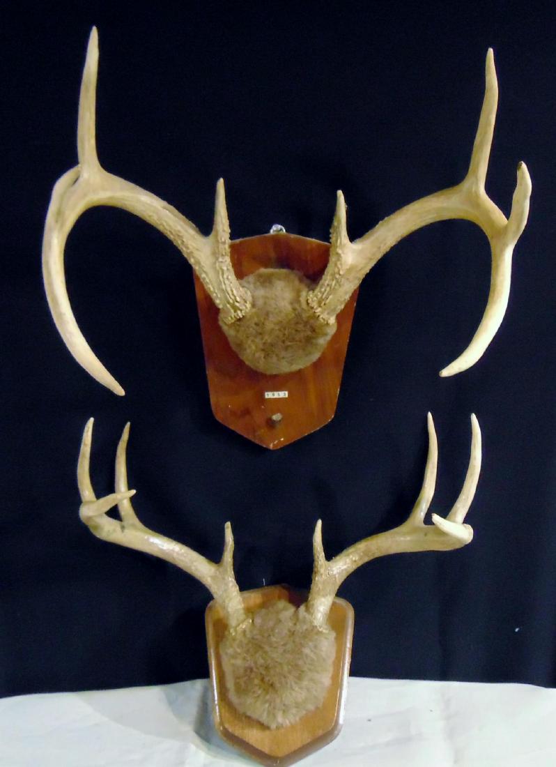 2 Deer Antler Mounts: 2 deer antler mounts, both 8 points, mounted in the 1950's.