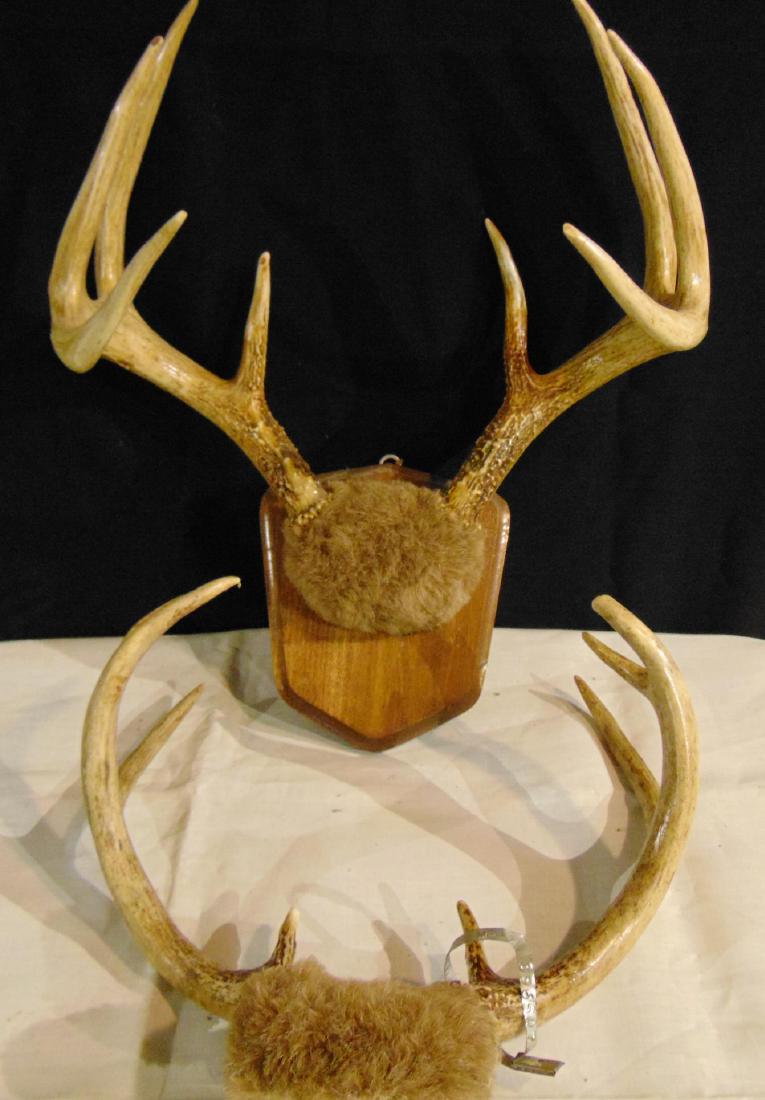 2 Deer Antler Mounts: 2 deer antler mounts, one is 8 points, other is 6 points, from the 1950's, both of Wisconsin deer.
